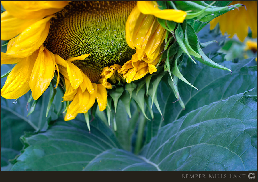 sunflower2009_0111